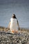 Portrait to Papua penguin on the gravel on the seashore