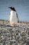 Portrait to Papua penguin on the gravel on the seashore