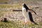 Portrait to Papua penguin on the gravel on the seashore