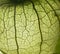 Portrait of tomatillo, Mexican husk tomato, selective focus