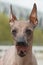 Portrait with tongue dog breed Peruvian Hairless Dog Peruvian Inca Orchid, Hairless Inca Dog, Viringo, Calato, Mexican Hairless