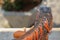 Portrait top view Red iguana. Focus on head. Close-up portrait of curious Iguana reptile. Colorful exotic iguana resting on ground