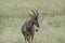 Portrait of a Topi antelope standing in the grassland of Masai Maria.