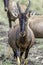 Portrait of a  Topi Antelope standing proudly in Masai Mara.