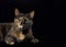 Portrait of a tortie tabby cat on black