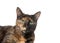 Portrait of a tortie torbie tabby cat with green eyes isolated