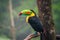 Portrait of the Toucan bird seating on the tree branch