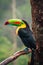 Portrait of the Toucan bird seating on the tree branch