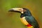 Portrait of toucan. Collared Aracari, Pteroglossus torquatus, bird with big bill. Toucan sitting on the branch in the forest, Cost