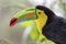 Portrait of a toucan with a hull Ramphastos sulfuratus, a species from the tropical forests of Costa Rica