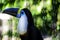 Portrait of toucan tucan big beak blurred background nature Llano colombia