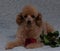 Portrait of a toy poodle posing with a red rose, a cute romantic dog