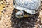 Portrait of Trachemys scripta turtle horizontal photography wildlife, yellow-bellied turtle on a beach