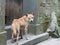 Portrait of traditional Chinese yellow dog looking back in front of rural door, friendly and a little bit alert expression.