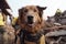 Portrait trained dog rescues people from rubble after house collapse, sniffing the place and looking for survivors under