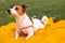 Portrait of trained purebred Jack Russel Terrier dog outdoors