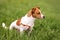 Portrait of trained purebred Jack Russel Terrier dog outdoors in the nature on green grass meadow, summer day discovers the world