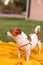 Portrait of trained purebred Jack Russel Terrier dog outdoors stands on orange blanket, summer day discovers the world and waiti