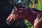 Portrait of  TRakehner breed  stallion  in dark and ligth sides in move