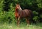 Portrait trakehner horse in summer evening