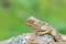 The portrait of Trapelus ruderatus , Horny-scaled Agama