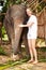 Portrait, travel and happy woman hug elephant in a jungle for adventure, freedom and experience. Nature, wildlife and