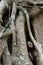 Portrait of the traveler woman admiring and peeping from behind banyan tree trunks