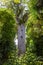 Portrait of tree. Nature parks of New Zealand. Waipoua kauri