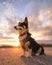 Portrait of a tri colored Pembroke Welsh corgi dog at sunset