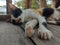 Portrait of a tricolor cat lying sleeping on the floor.