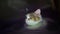 Portrait of a tricolor domestic cat in its box at night, close-up