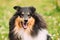 Portrait Of Tricolor Rough Scottish Collie, Long-Haired Collie