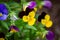 A portrait of a tricolor viola standing in between others of its kind which are out of focus. The flowers are yellow and purple,