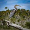 Portrait of a Tricolored Heron on a Branch