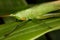 Portrait of a tropical green grasshopper.
