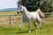 Portrait of a trotting horse on a meadow