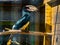 Portrait of a trumpeter hornbill bird in the aviary, tropical animal specie from africa