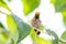 Portrait of a Tufted Coquette hummingbird, in a Lantana plant