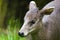 Portrait of tufted deer female