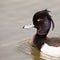 Portrait of the Tufted Duck