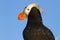 Portrait of a TUFTED PUFFIN looking into the distance on a summer evening