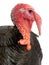 portrait turkey isolated on white