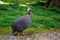 Portrait Turkey with meadow background