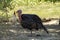 Portrait of a turkey in the open air, farmyard, breeding