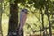 Portrait of a turkey in the open air, farmyard, breeding