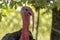 Portrait of a turkey in the open air, farmyard, breeding