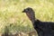 Portrait of a turkey in the open air, farmyard, breeding