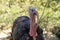 Portrait of a turkey in the open air, farmyard, breeding