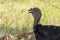 Portrait of a turkey in the open air, farmyard, breeding