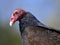 Portrait Turkey vulture